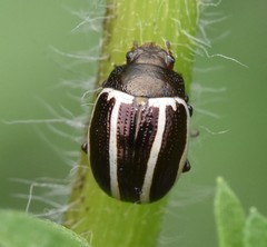 Calligrapha bidenticola