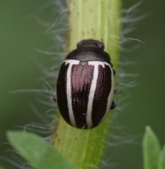 Calligrapha bidenticola