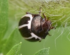 Calligrapha bidenticola