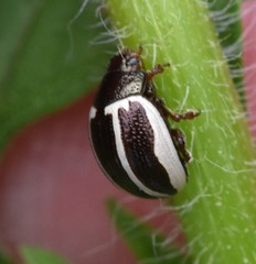Calligrapha bidenticola