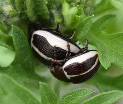 Calligrapha bidenticola