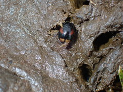 Sphaeridium scarabaeoides