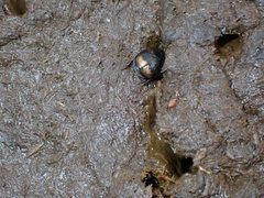 Sphaeridium scarabaeoides