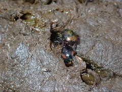 Sphaeridium scarabaeoides