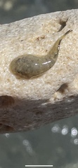 Gobiesocidae