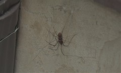 Leiobunum calcar