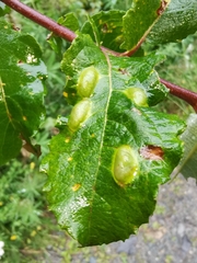 Euura bridgmanii