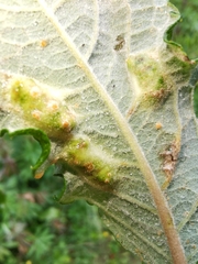Euura bridgmanii