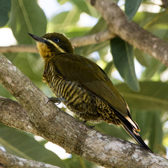 Piculus chrysochloros