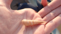 Turritellinella tricarinata