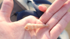 Turritellinella tricarinata