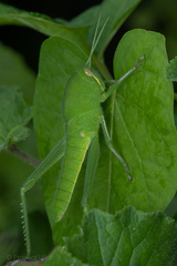 Chondracris bengalensis