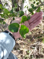 Glossocarya hemiderma