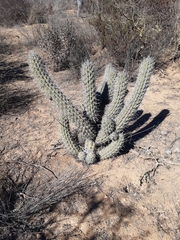 Trichocereus