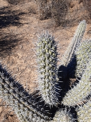 Trichocereus