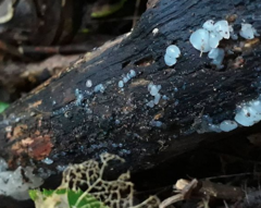 Exidia thuretiana