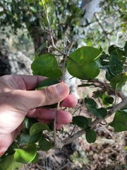 Glossocarya hemiderma