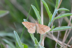 Idaea rufaria