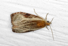 Olethreutes quadrifidum
