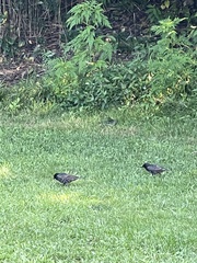 Sturnus vulgaris