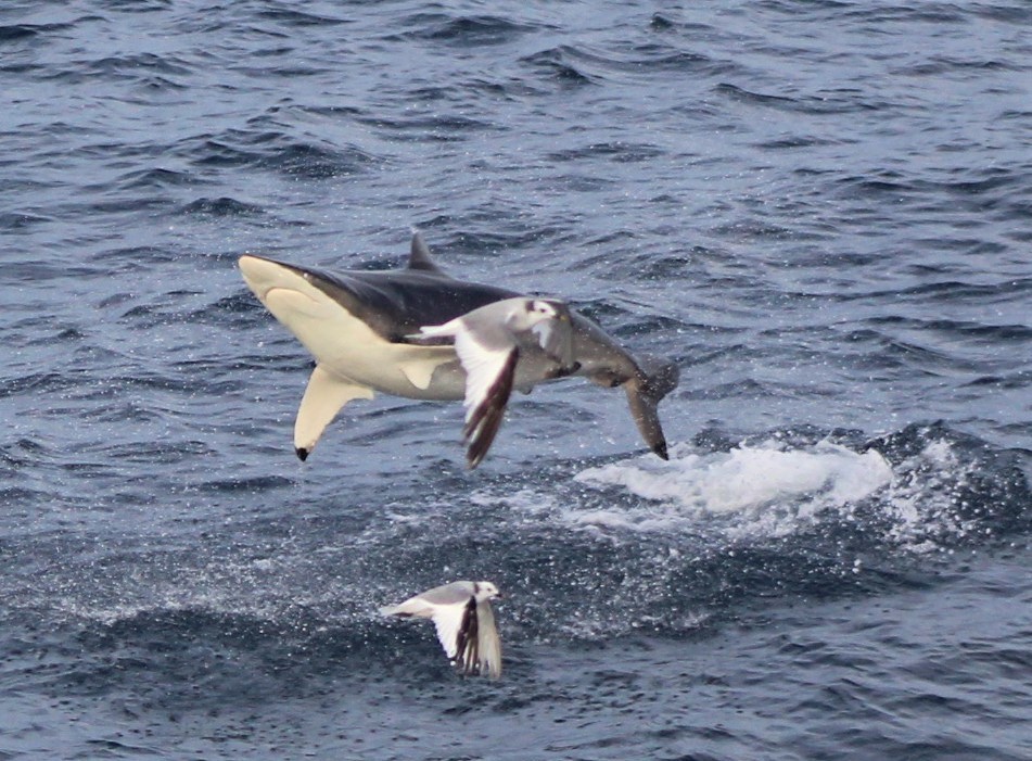 Foto de Tiburón Patillargo (Carcharhinus brevipinna)