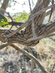 Glossocarya hemiderma