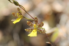 Oncidium graminifolium