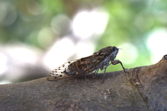 Lyristes plebejus