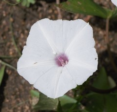Ipomoea aquatica