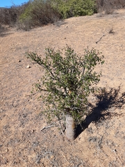 Vasconcellea chilensis