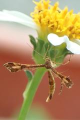 Xyroptila oenophanes