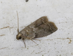 Oreana unicolorella