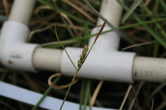 Carex livida