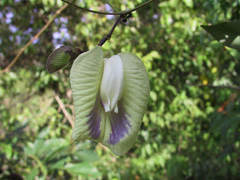 Centrosema sagittatum