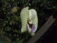 Centrosema sagittatum