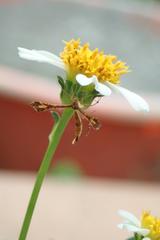 Xyroptila oenophanes
