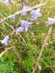 Campanula rapunculus