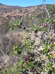 Vasconcellea chilensis