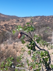 Vasconcellea chilensis