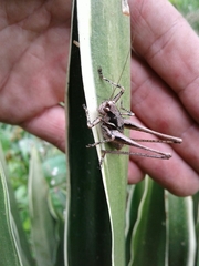 Antaxius spinibrachius