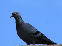 Columba livia domestica