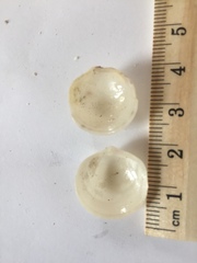 Divalinga quadrisulcata