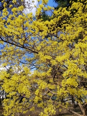 Cornus officinalis