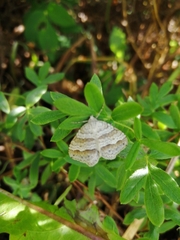 Perizoma parallelolineatum