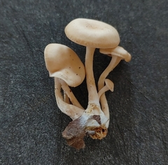 Clitocybe americana