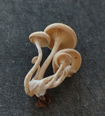 Clitocybe americana