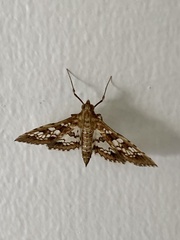 Sameodes