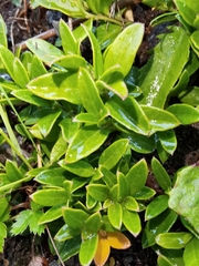 Polygaloides chamaebuxus
