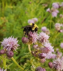 Bombus insularis