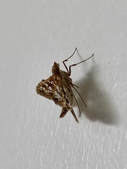 Sameodes